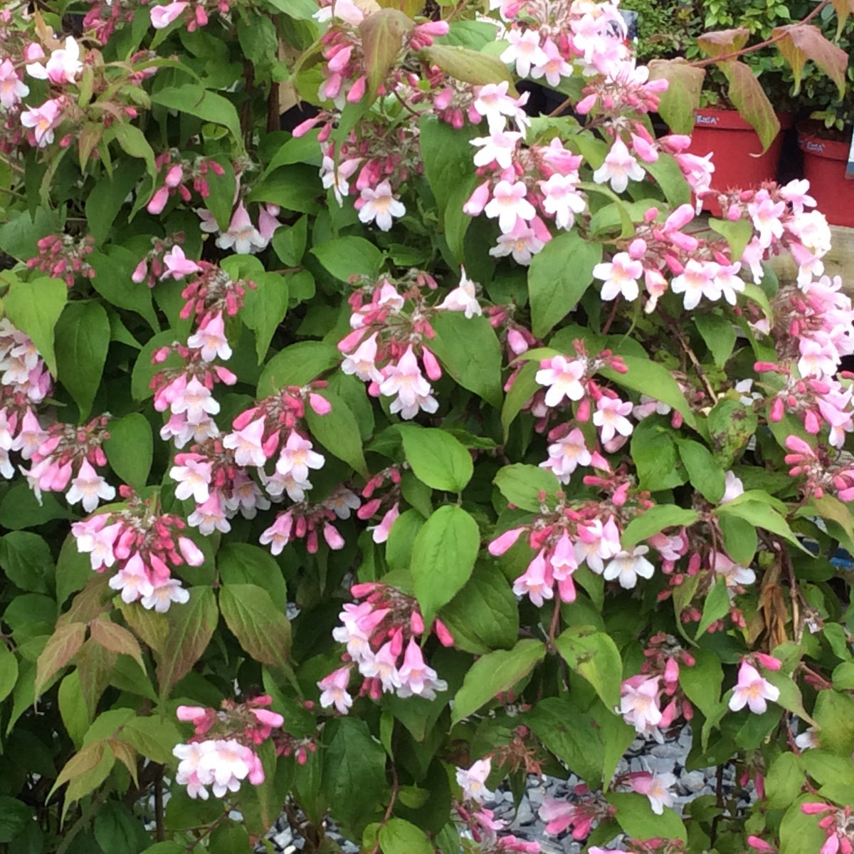 Kolkwitzia plant with pink and white flowers and green leaves.