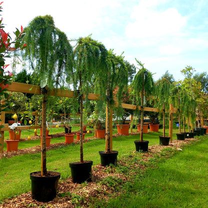 Larix kaempferi Stiff Weeper half standard - weeping Japanese larch with cascading branches and golden autumn colour



