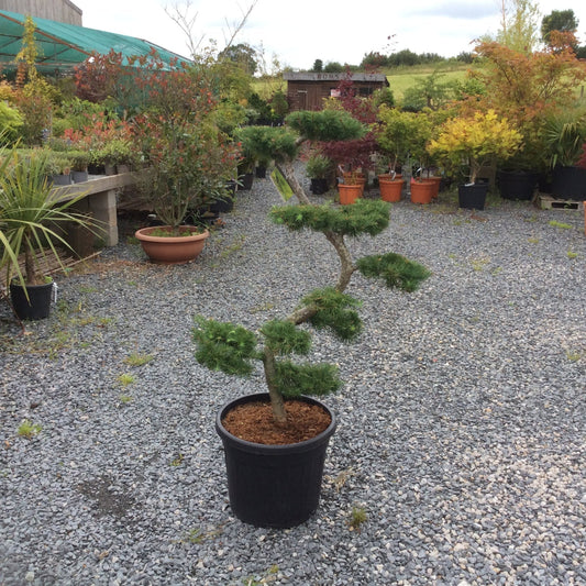 A small bonsai-style tree in a black plastic pot placed on a gravel lot surrounded by many other potted plants and shrubs outdoors.