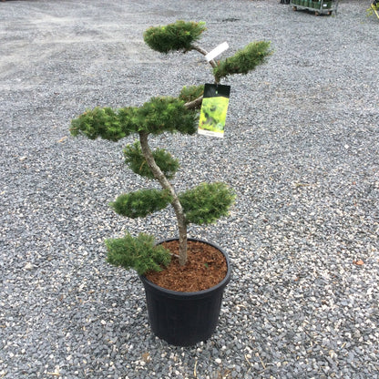 A small bonsai-style evergreen tree in a black plastic nursery pot with mulch, photographed outdoors on a gravel surface. A small hanging tag is attached to the branch.
