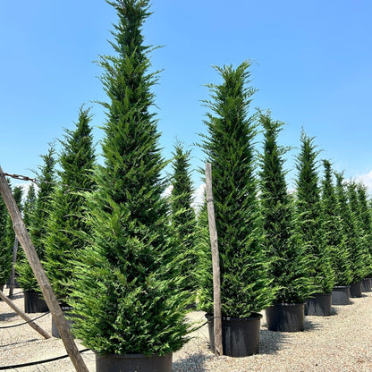 Leylandii hedging plants 100-120cm - Cupressocyparis leylandii for privacy hedge
