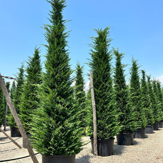 Leylandii hedging plants 100-120cm - Cupressocyparis leylandii for privacy hedge
