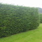 2 x Leylandii 100-120cm