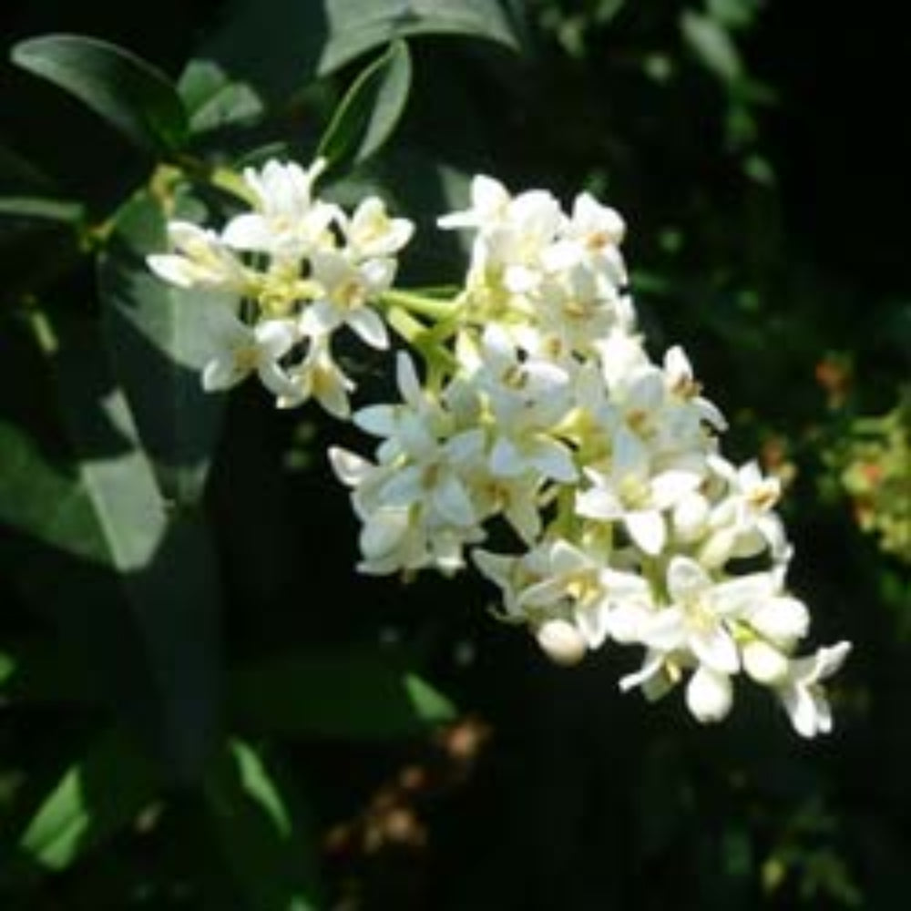 White flowers with green leaves on a dark background