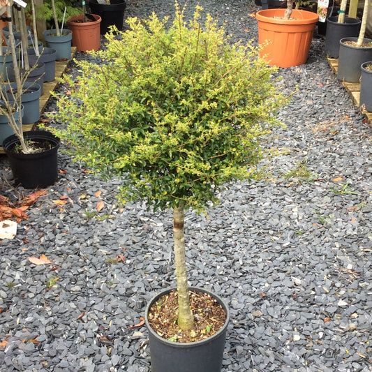 Ligustrum jonandrum privet quarter standard, potted, standing on gravel.
