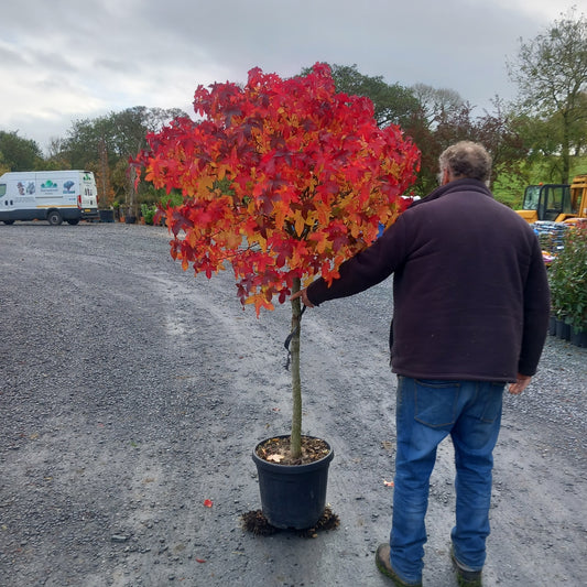 Stunning vibrant autumn colours.