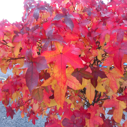 Close-up of vibrant red and orange autumn leaves on a Liquidamber tree from Stoneybrook Nursery.