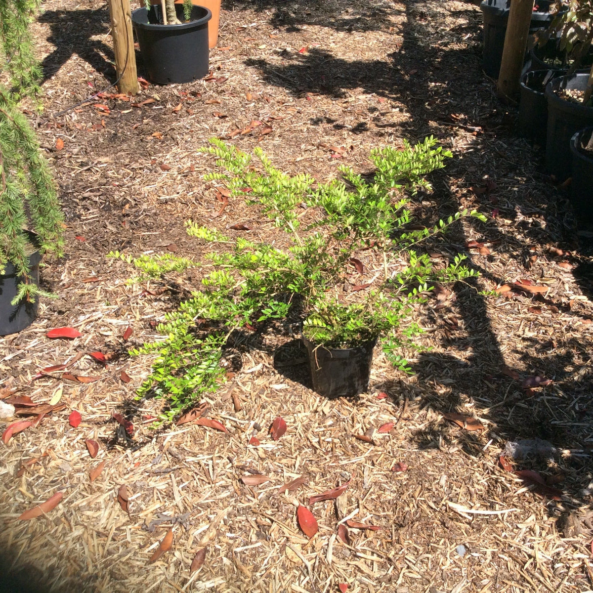 Small potted plant on a bed of mulch with trees and pots in the background