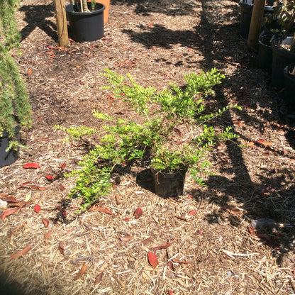 Small potted plant on a bed of mulch with trees and pots in the background