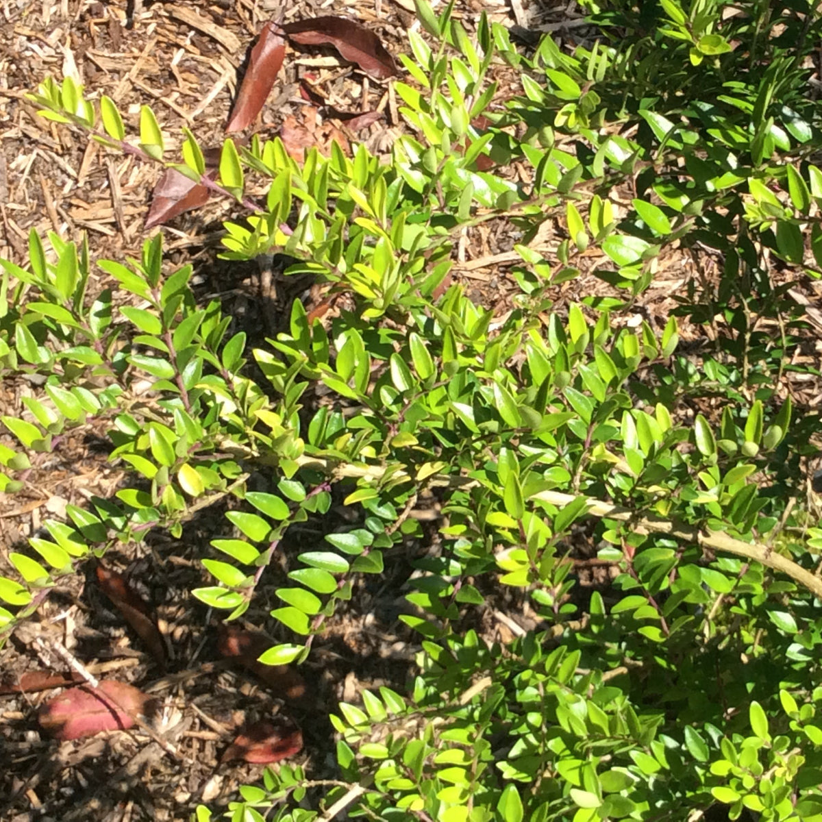 Green Lonicera pileata shrub with brown mulch in a garden setting