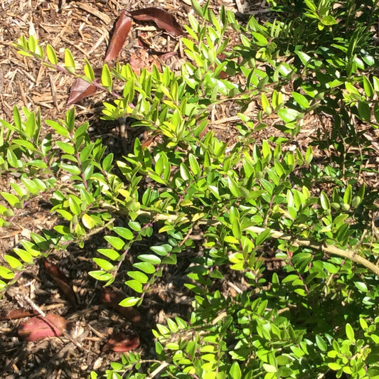 Green Lonicera pileata shrub with brown mulch in a garden setting