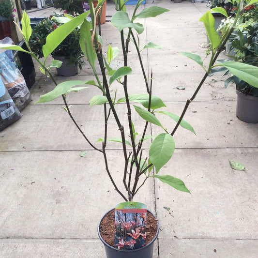 Magnolia Heaven Scent as potted plant with spring foliage