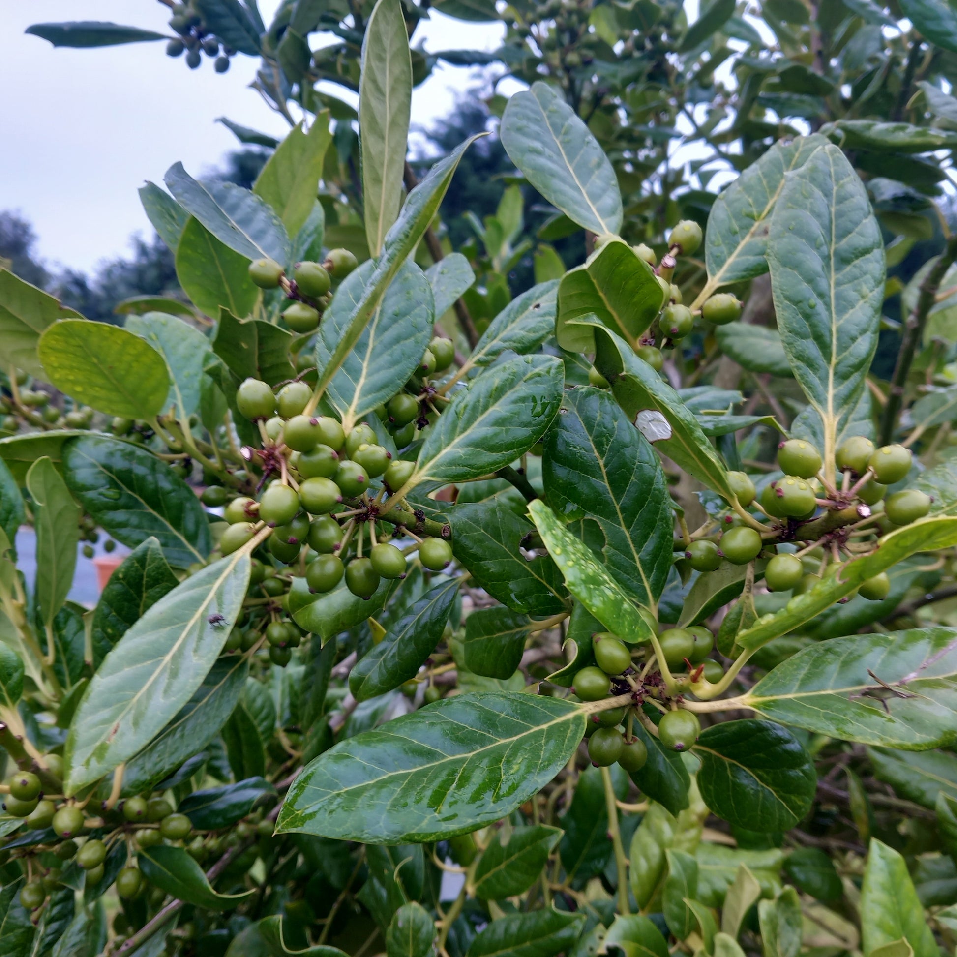 Holly Nellie R Stevens showing dense evergreen foliage and compact rounded crown
