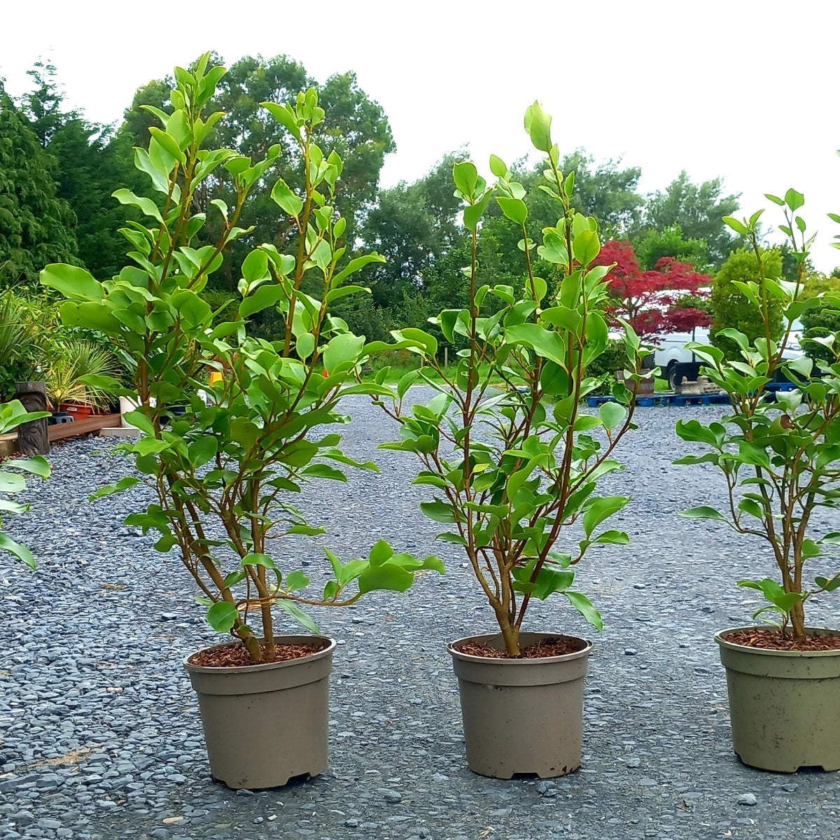 Griselinia littoralis hedging plants showing vigorous growth and dense foliage ideal for coastal gardens
