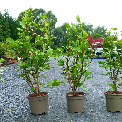Griselinia littoralis hedging plants showing vigorous growth and dense foliage ideal for coastal gardens
