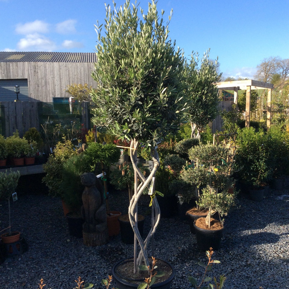 Olive Tree , with plaited stem, in a pot with a clear blue sky and buildings in the background