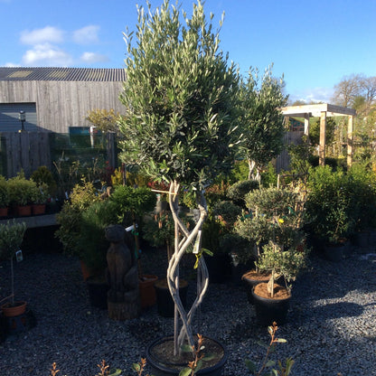 Olive Tree , with plaited stem, in a pot with a clear blue sky and buildings in the background