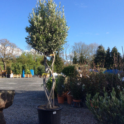 Reflective surface with trees and a clear blue sky