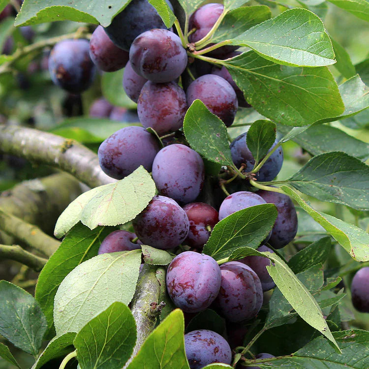 Opal Plum (Prunus domestica) Bare-Root Tree 4–5 ft