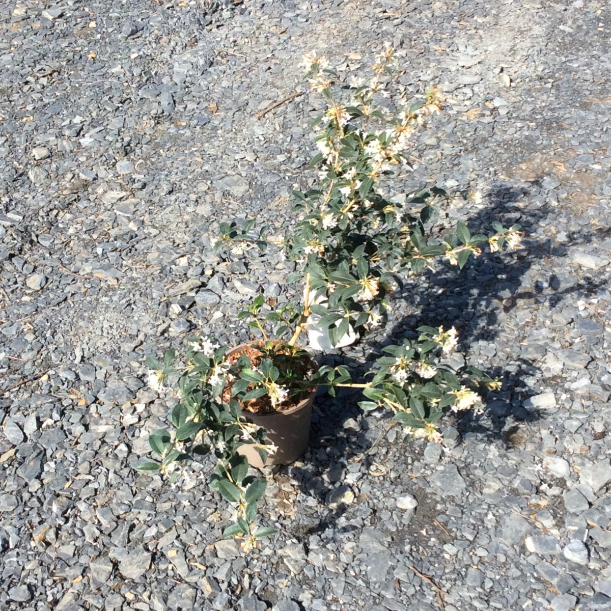 Osmanthus bearing fragrant white flowers in spring