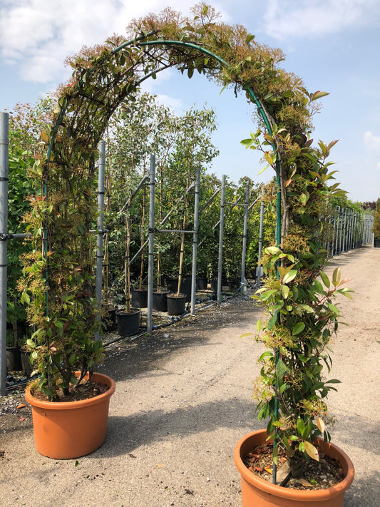 Photinia Red Robin double arch(PRE-ORDER ONLY)