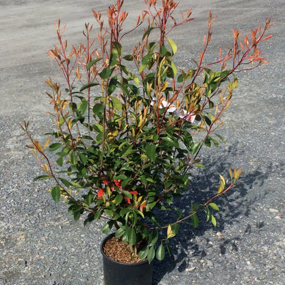 Potted Photinia plant with red and green leaves on a gray pavement background