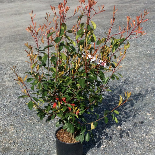 Potted Photinia plant with red and green leaves on a gray pavement background