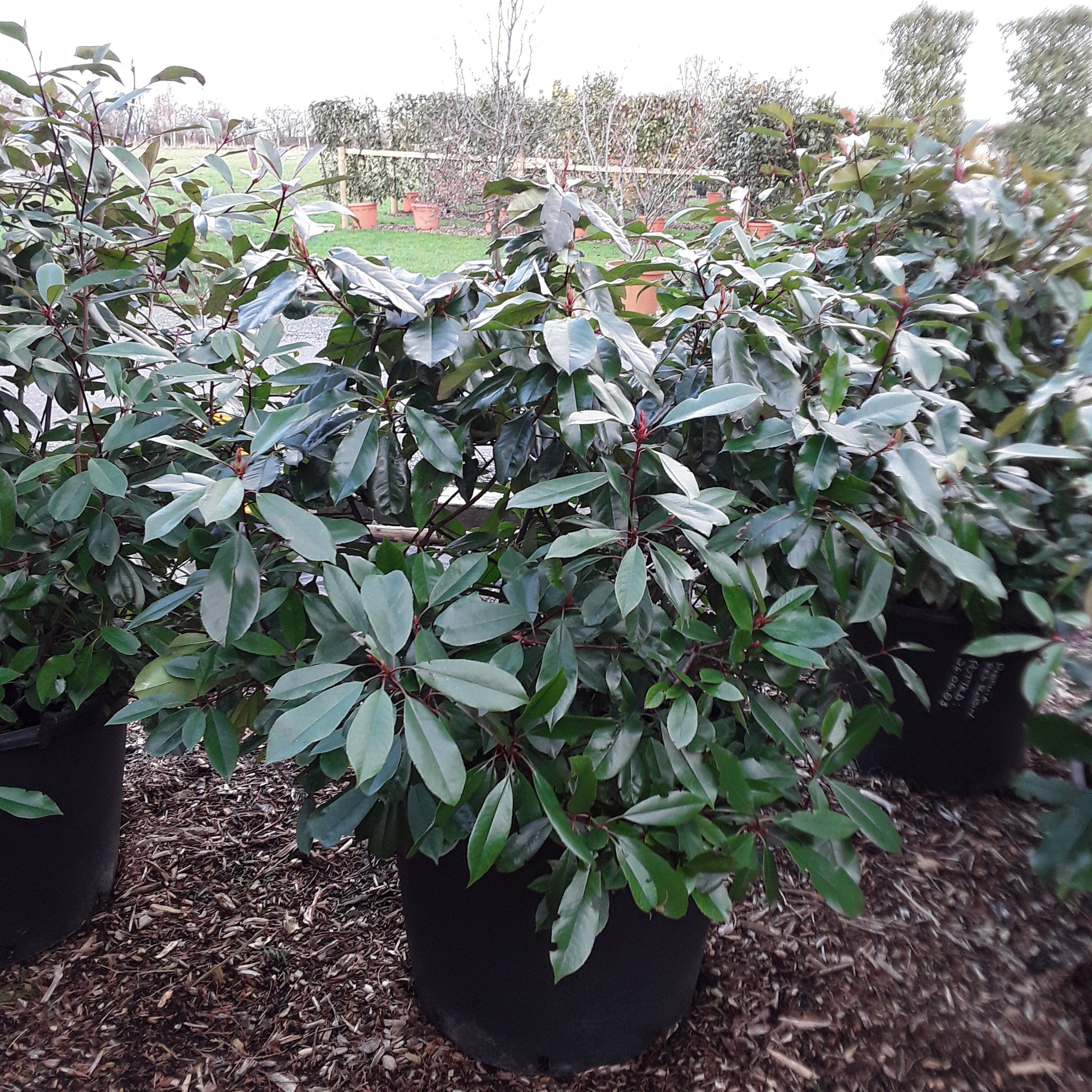 Small tree or shrub with green leaves on a mulched ground