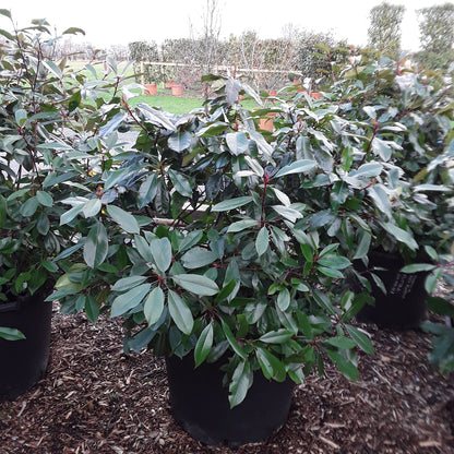 Small tree or shrub with green leaves on a mulched ground