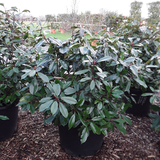 Small tree or shrub with green leaves on a mulched ground