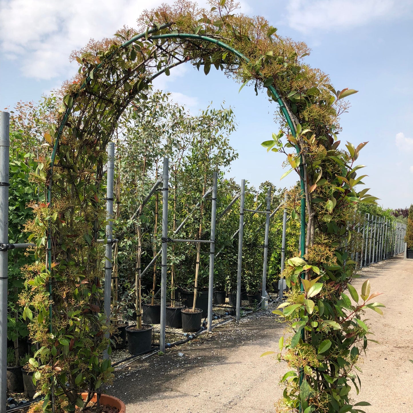 photinia double arch 65ltr pots 250cm high 40cm wide