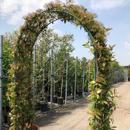 photinia double arch 65ltr pots 250cm high 40cm wide