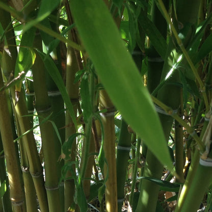 Phyllostachys aurea - Golden Fish Pole Bamboo with distinctive golden-yellow canes and compressed lower internodes