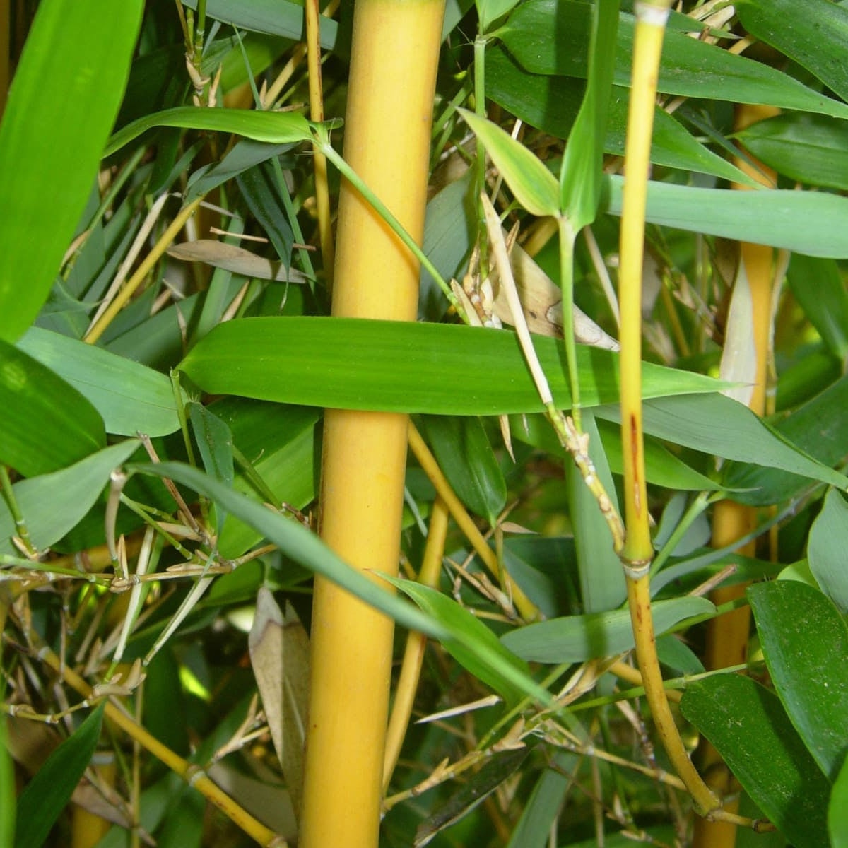 Golden Groove Bamboo - Phyllostachys aureosulcata Aureocaulis with bright yellow stems and lush green foliage for exotic gardens



