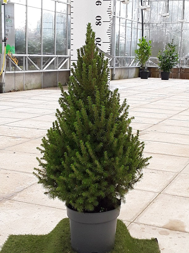 premium dwarf festive tree to make an impact in winter