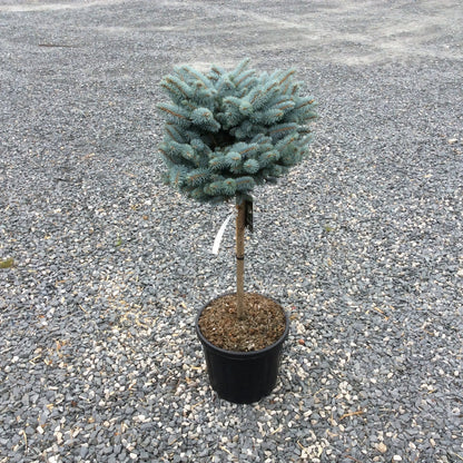 A small blue spruce topiary tree in a black nursery pot, standing on a gravel surface.