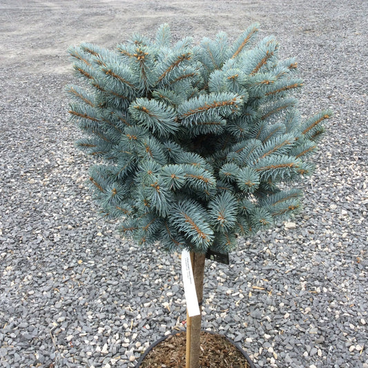 A young blue spruce tree in a small pot, standing on a gravel surface. The tree has silvery-blue needles and a light brown trunk with a white tag attached.