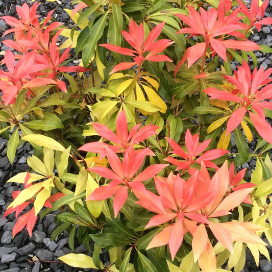 Floral plant with red and green leaves on a black gravel background