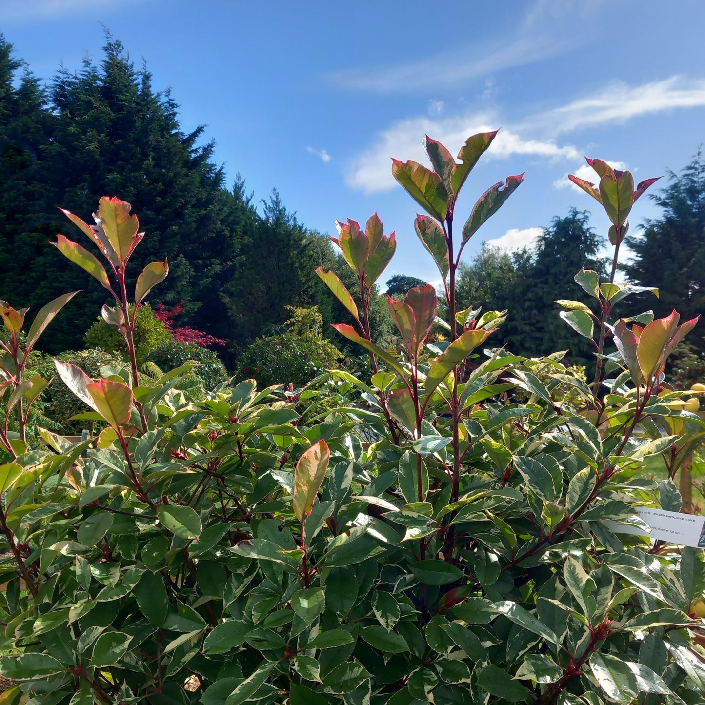 Photinia Pink Marble pleached espalier screening 140cm high 90cm wide with variegated pink and cream foliage"