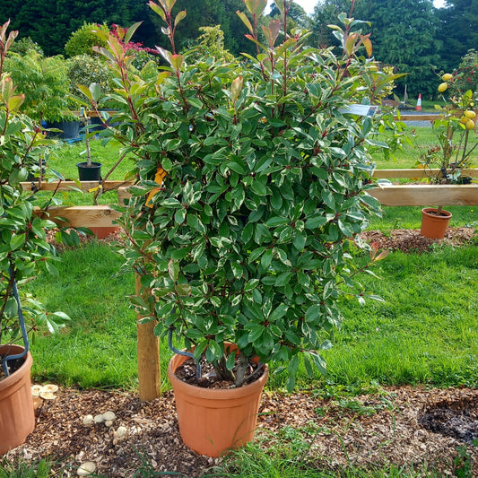 Photinia Pink Marble pleached espalier screening 140cm high 90cm wide with variegated pink and cream foliage"