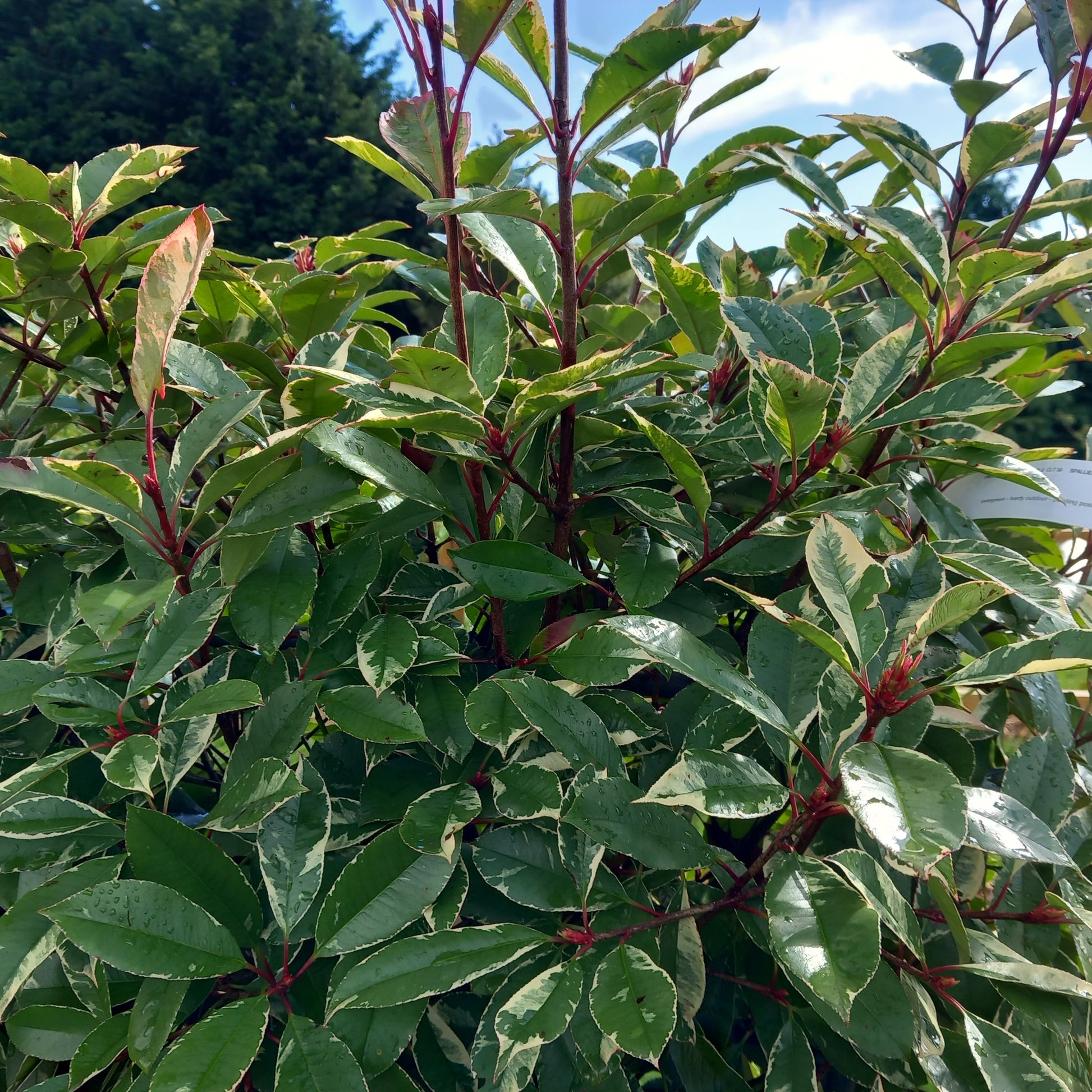 Photinia Pink Marble pleached screening - variegated evergreen with pink new growth for garden privacy