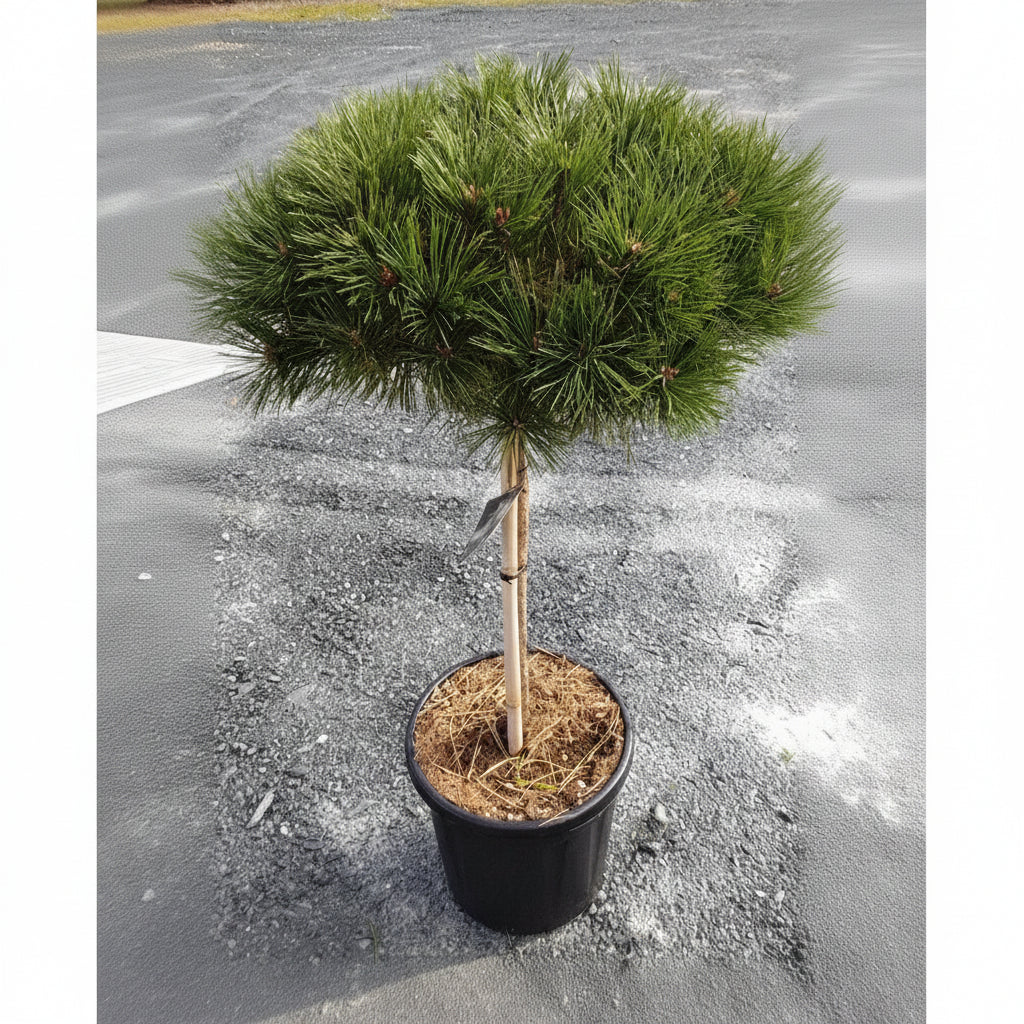 Potted pine tree on a gravel surface
