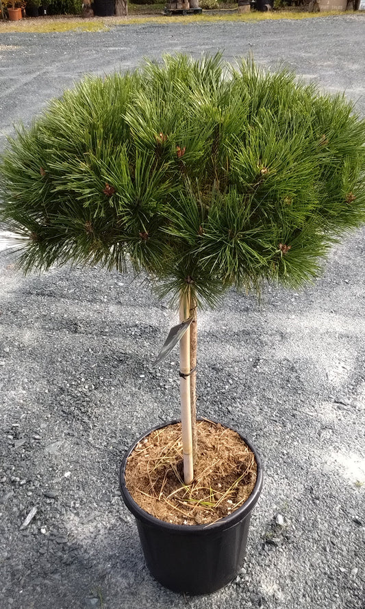 Potted pine tree on a gravel surface