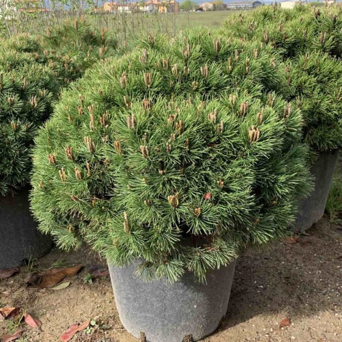 Potted coniferous trees in a nursery setting