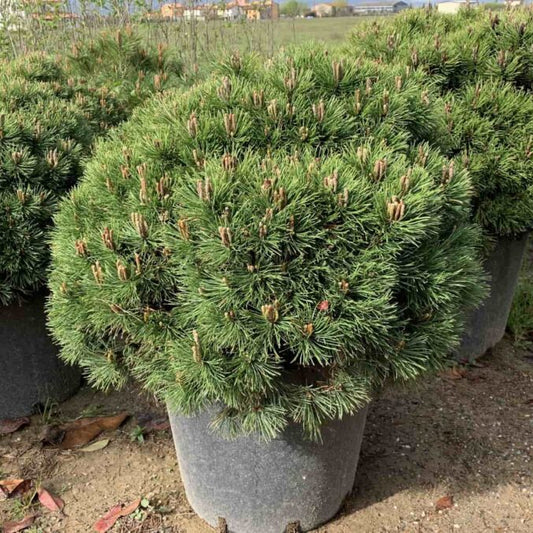 Potted coniferous trees in a nursery setting