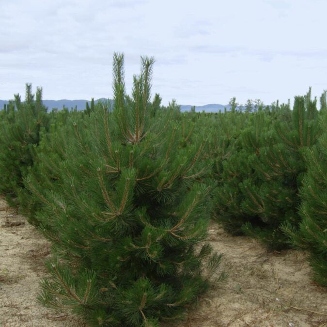 Row of young pine trees on a clear day