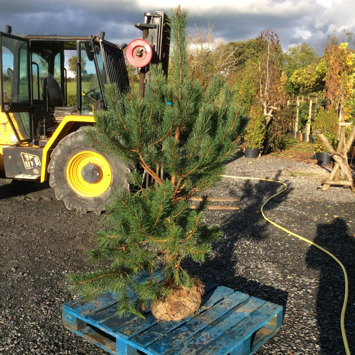 A small evergreen Scots Pine tree on a blue pallet in an outdoor nursery .