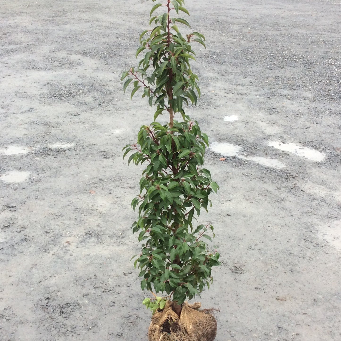 Rootball evergreen Portugese laurel