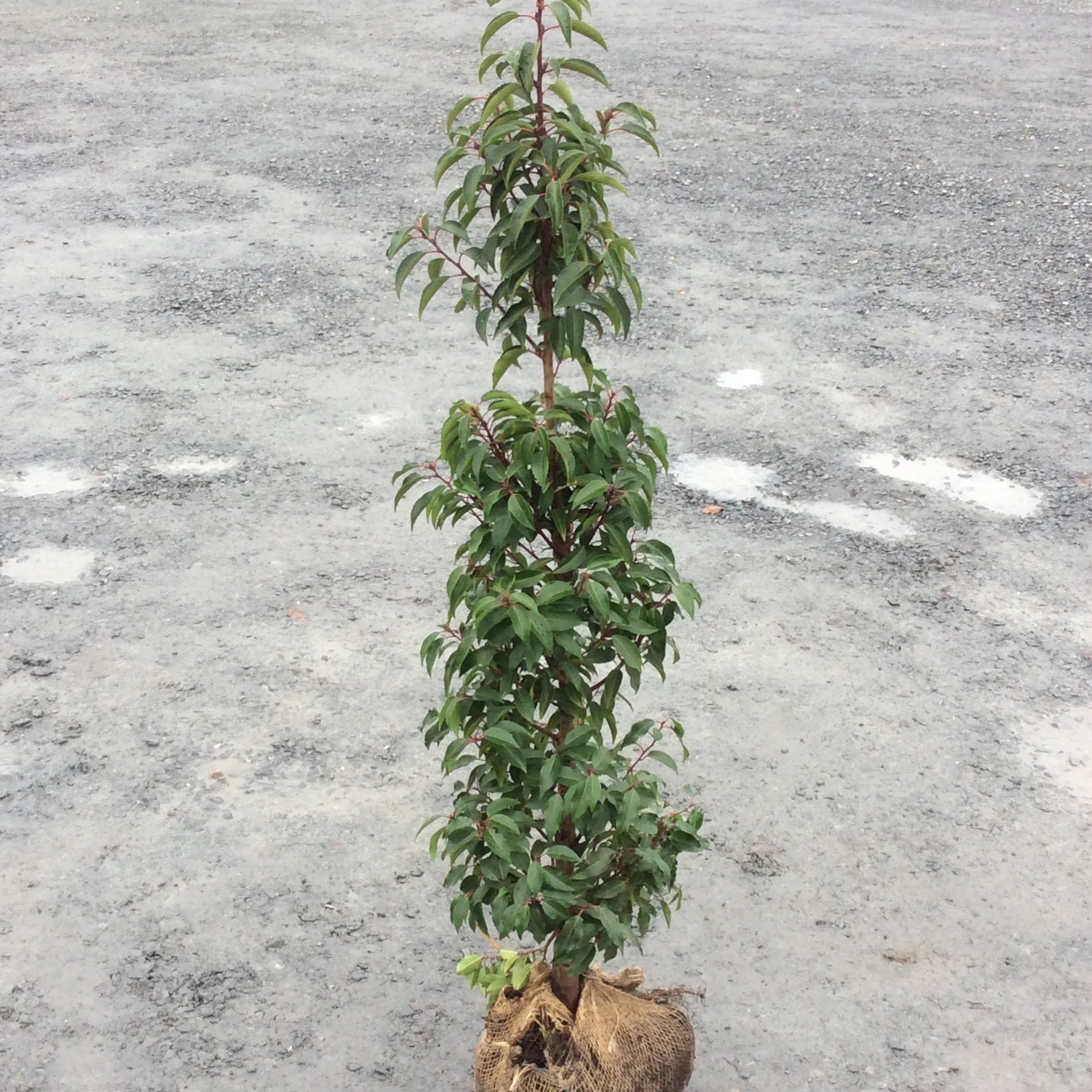 Rootball evergreen Portugese laurel