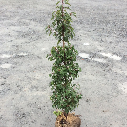 Rootball evergreen Portugese laurel